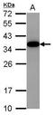 Akirin 2 antibody, GTX118763, GeneTex, Western Blot image 