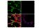 Desmin antibody, 5332S, Cell Signaling Technology, Immunocytochemistry image 
