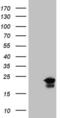 Zinc Finger Protein 69 antibody, MA5-27039, Invitrogen Antibodies, Western Blot image 