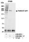 Cullin 9 antibody, A300-097A, Bethyl Labs, Immunoprecipitation image 