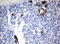 Formimidoyltransferase-cyclodeaminase antibody, LS-C796772, Lifespan Biosciences, Immunohistochemistry paraffin image 