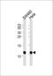 NDUFA4 Mitochondrial Complex Associated antibody, PA5-35296, Invitrogen Antibodies, Western Blot image 