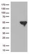 FIP-3 antibody, TA812491, Origene, Western Blot image 