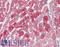Troponin T2, Cardiac Type antibody, LS-B3651, Lifespan Biosciences, Immunohistochemistry paraffin image 