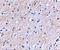 Protein NipSnap homolog 1 antibody, GTX85407, GeneTex, Immunohistochemistry paraffin image 