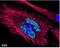 Akt antibody, NBP1-77702, Novus Biologicals, Immunofluorescence image 