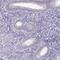 Testis Expressed 33 antibody, HPA005998, Atlas Antibodies, Immunohistochemistry paraffin image 