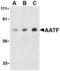Protein AATF antibody, TA306107, Origene, Western Blot image 