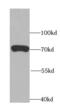 Autophagy Related 13 antibody, FNab00668, FineTest, Western Blot image 