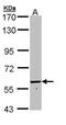 Formimidoyltransferase Cyclodeaminase antibody, orb74058, Biorbyt, Western Blot image 