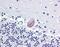 Lysophosphatidylcholine Acyltransferase 1 antibody, 51-268, ProSci, Immunohistochemistry frozen image 