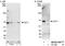 Chromatin Licensing And DNA Replication Factor 1 antibody, NB100-2567, Novus Biologicals, Western Blot image 