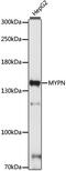 Myopalladin antibody, 16-666, ProSci, Western Blot image 