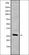 Neurexin 3 antibody, orb338478, Biorbyt, Western Blot image 
