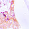 Keratin 8 antibody, LS-B16087, Lifespan Biosciences, Immunohistochemistry frozen image 