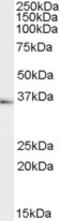 Tachykinin Receptor 1 antibody, LS-C55557, Lifespan Biosciences, Western Blot image 