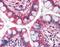 Nurim antibody, LS-B1979, Lifespan Biosciences, Immunohistochemistry frozen image 