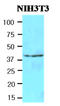N(Alpha)-Acetyltransferase 80, NatH Catalytic Subunit antibody, AM09137PU-N, Origene, Western Blot image 