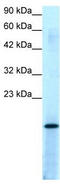 SUB1 Regulator Of Transcription antibody, TA330155, Origene, Western Blot image 