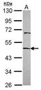 Macrophage Erythroblast Attacher antibody, GTX115394, GeneTex, Western Blot image 