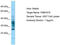 Family With Sequence Similarity 167 Member A antibody, TA343220, Origene, Western Blot image 