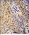 GBA antibody, PA5-72598, Invitrogen Antibodies, Immunohistochemistry frozen image 