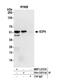 E2F Transcription Factor 4 antibody, NBP1-21374, Novus Biologicals, Western Blot image 