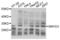 SET and MYND domain-containing protein 3 antibody, LS-C332068, Lifespan Biosciences, Western Blot image 
