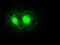 Noggin antibody, GTX84021, GeneTex, Immunofluorescence image 