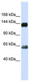 Rap Guanine Nucleotide Exchange Factor 1 antibody, TA335090, Origene, Western Blot image 