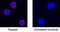 IL-12 antibody, AF1954, R&D Systems, Immunofluorescence image 