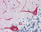 ATPase Sarcoplasmic/Endoplasmic Reticulum Ca2+ Transporting 3 antibody, 51-887, ProSci, Immunohistochemistry paraffin image 