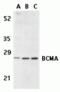 CD269 antibody, TA306065, Origene, Western Blot image 