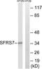 Serine/arginine-rich splicing factor 7 antibody, GTX87577, GeneTex, Western Blot image 