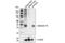 Syntaxin 1A antibody, 18572S, Cell Signaling Technology, Western Blot image 