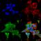 Adrenoceptor Alpha 2C antibody, SMC-435D-FITC, StressMarq, Immunocytochemistry image 