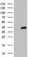 Homeobox protein MOX-1 antibody, TA804820S, Origene, Western Blot image 