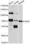 A-Raf Proto-Oncogene, Serine/Threonine Kinase antibody, STJ110929, St John