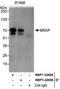 BRCA1 Associated Protein antibody, NBP1-42695, Novus Biologicals, Immunoprecipitation image 