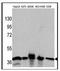 GAPDH antibody, AM11013SU-N, Origene, Western Blot image 