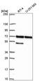 P21 (RAC1) Activated Kinase 4 antibody, HPA070175, Atlas Antibodies, Western Blot image 