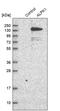 Alpha Kinase 1 antibody, PA5-55616, Invitrogen Antibodies, Western Blot image 