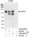 Ubiquitin carboxyl-terminal hydrolase 37 antibody, A300-926A, Bethyl Labs, Immunoprecipitation image 