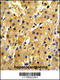 4-Hydroxyphenylpyruvate Dioxygenase antibody, LS-C164997, Lifespan Biosciences, Immunohistochemistry frozen image 
