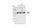 Heat Shock Protein Family D (Hsp60) Member 1 antibody, 4869S, Cell Signaling Technology, Western Blot image 