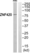 Zinc Finger Protein 420 antibody, abx015015, Abbexa, Western Blot image 