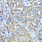2-oxoglutarate dehydrogenase, mitochondrial antibody, 22-181, ProSci, Immunohistochemistry frozen image 