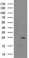 Josephin Domain Containing 1 antibody, MA5-25365, Invitrogen Antibodies, Western Blot image 