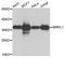 Mitochondrial Ribosomal Protein L1 antibody, orb373268, Biorbyt, Western Blot image 
