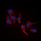 Ribosomal Protein L39 antibody, GTX56118, GeneTex, Immunofluorescence image 